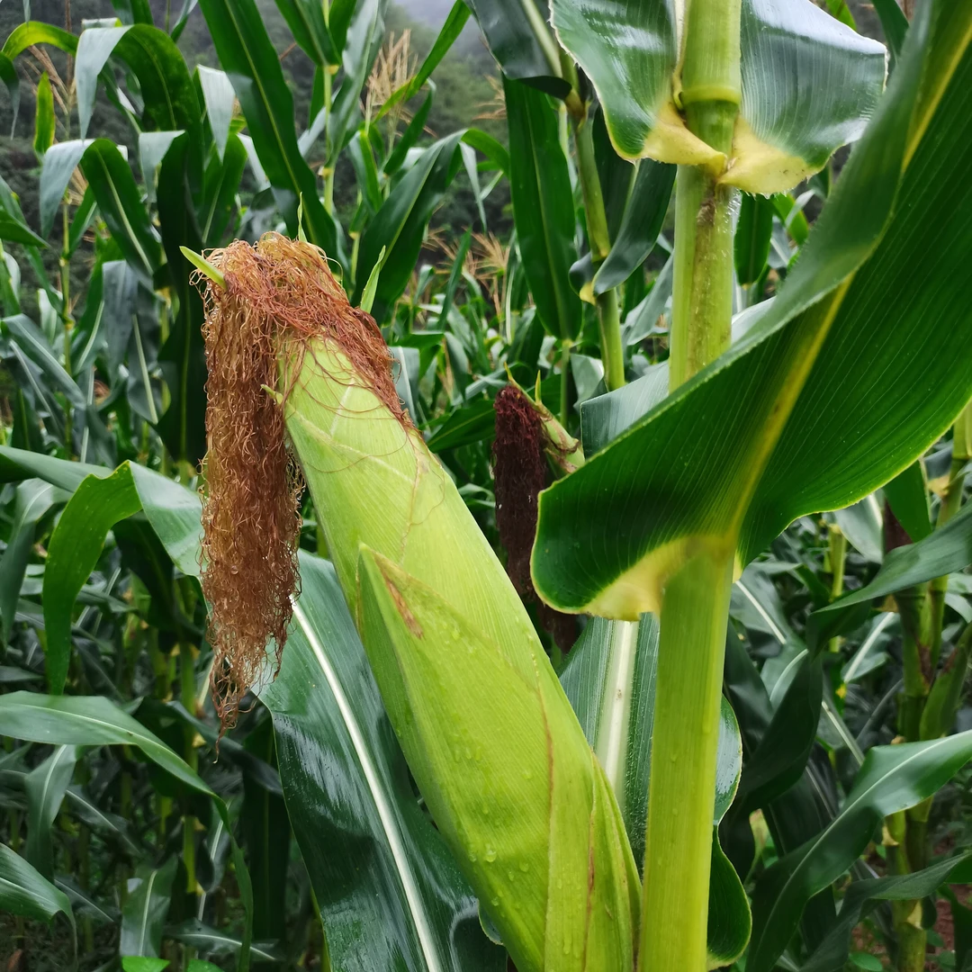 新鲜带壳甜糯玉米农家现采现摘脆甜可口玉米