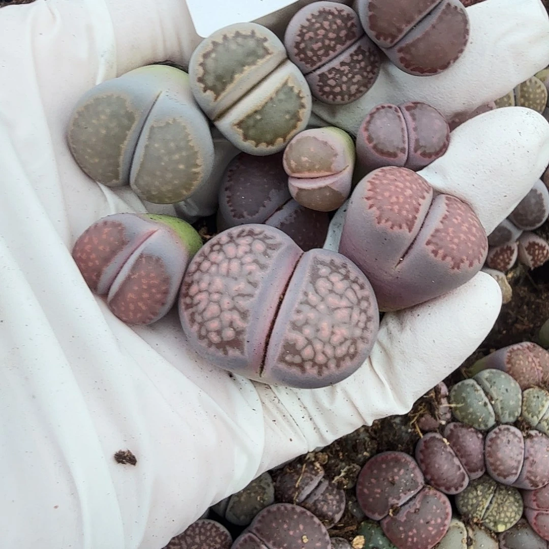 哈哈笑不了啊救命笑晕哈哈617是