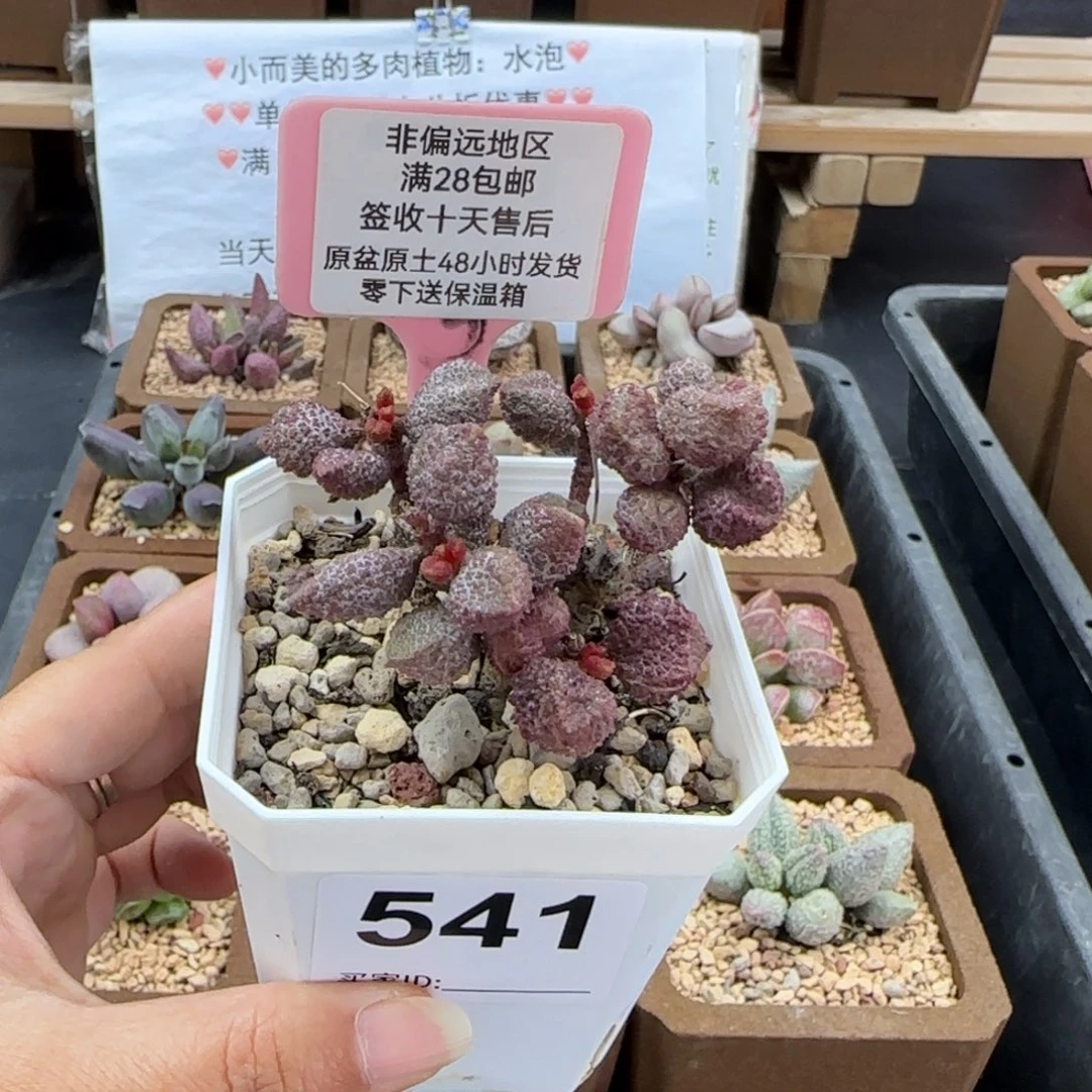 541荔枝皮多肉植物