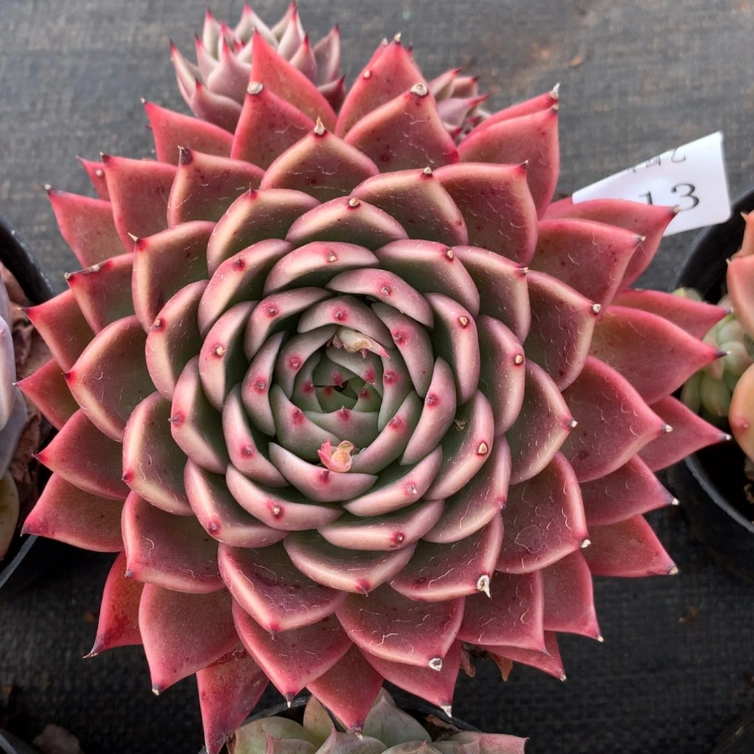 613新年快乐发发发