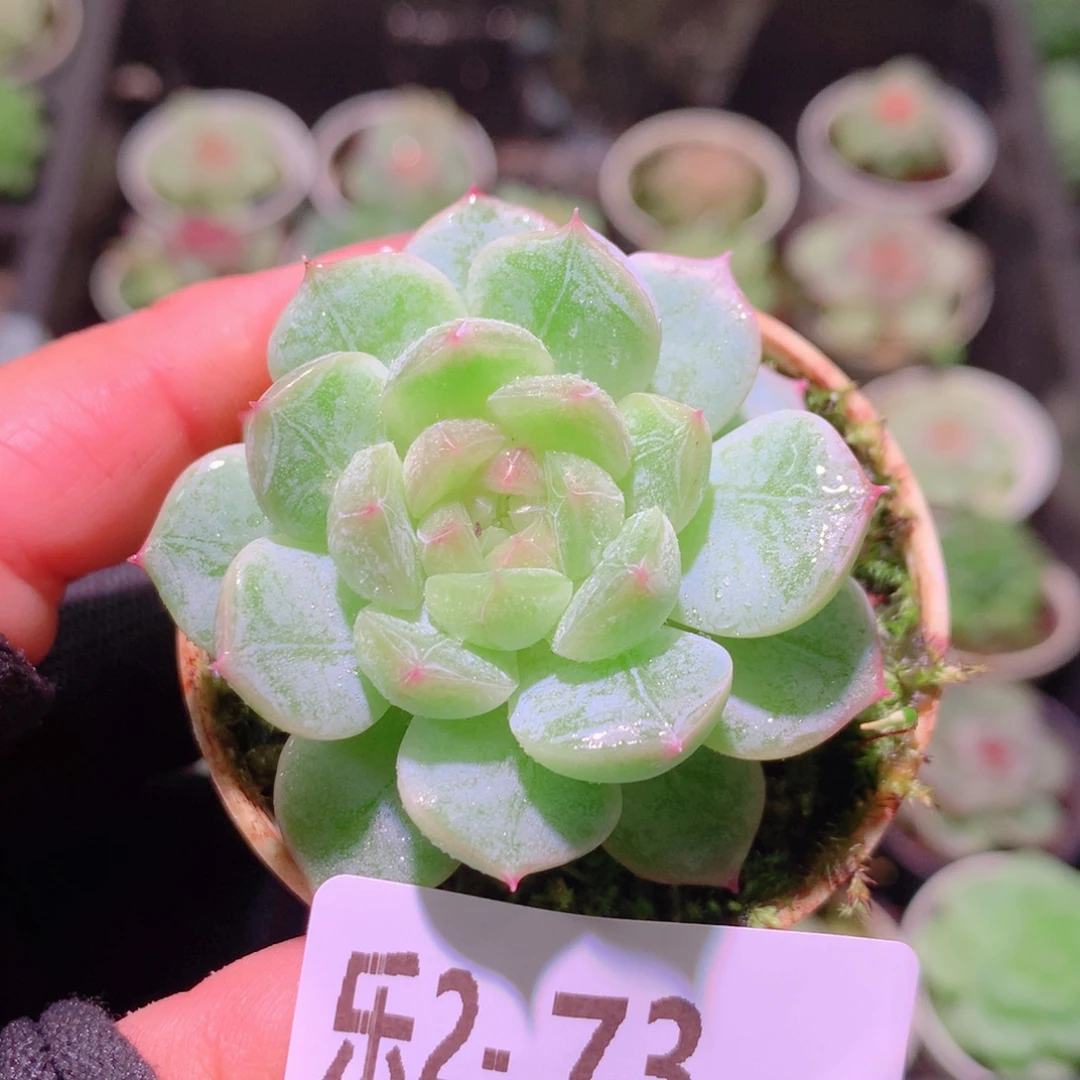 乐然 2-73 珍妮新品