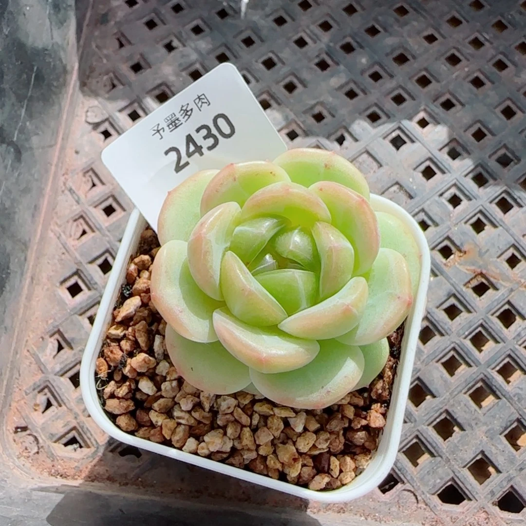 冰淇淋,2430多肉植物