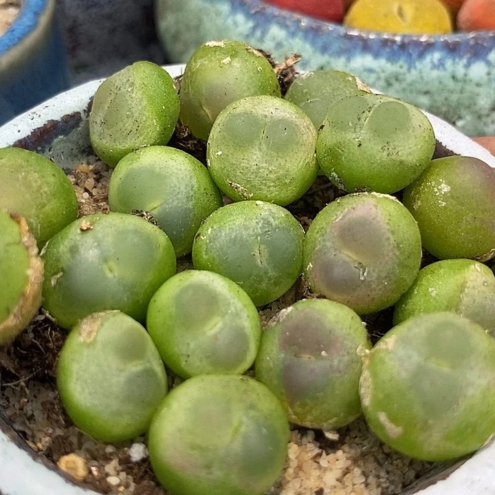 16545拉登一颗  发样本