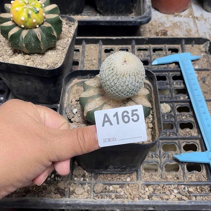 165号草球嫁接月世界脱土发货