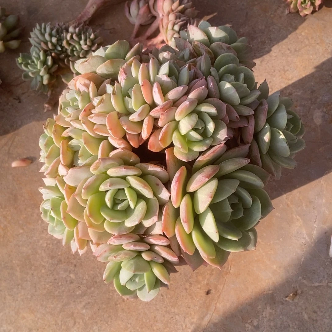 一**?恋曲有砍多肉多肉多肉多肉多肉