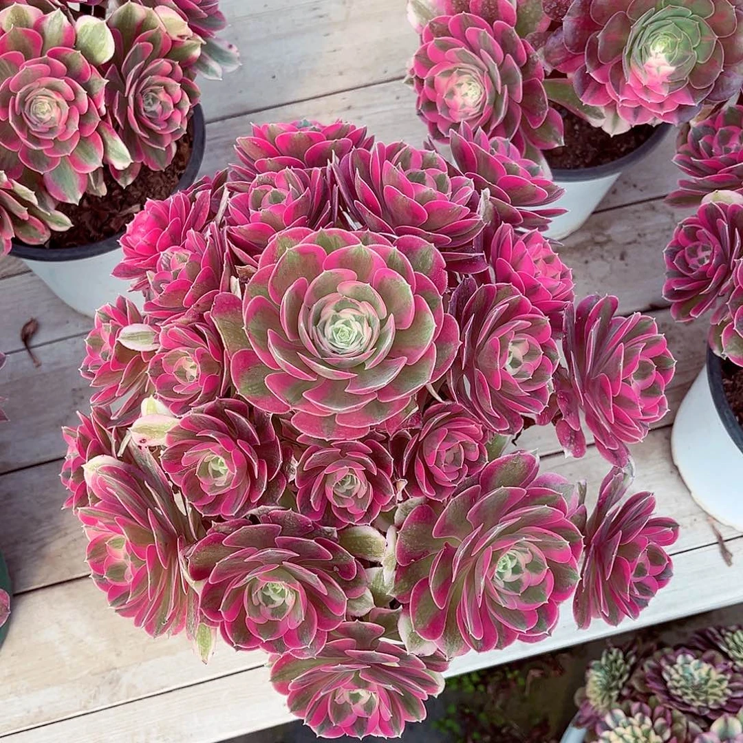 法师多肉植物胭脂雪