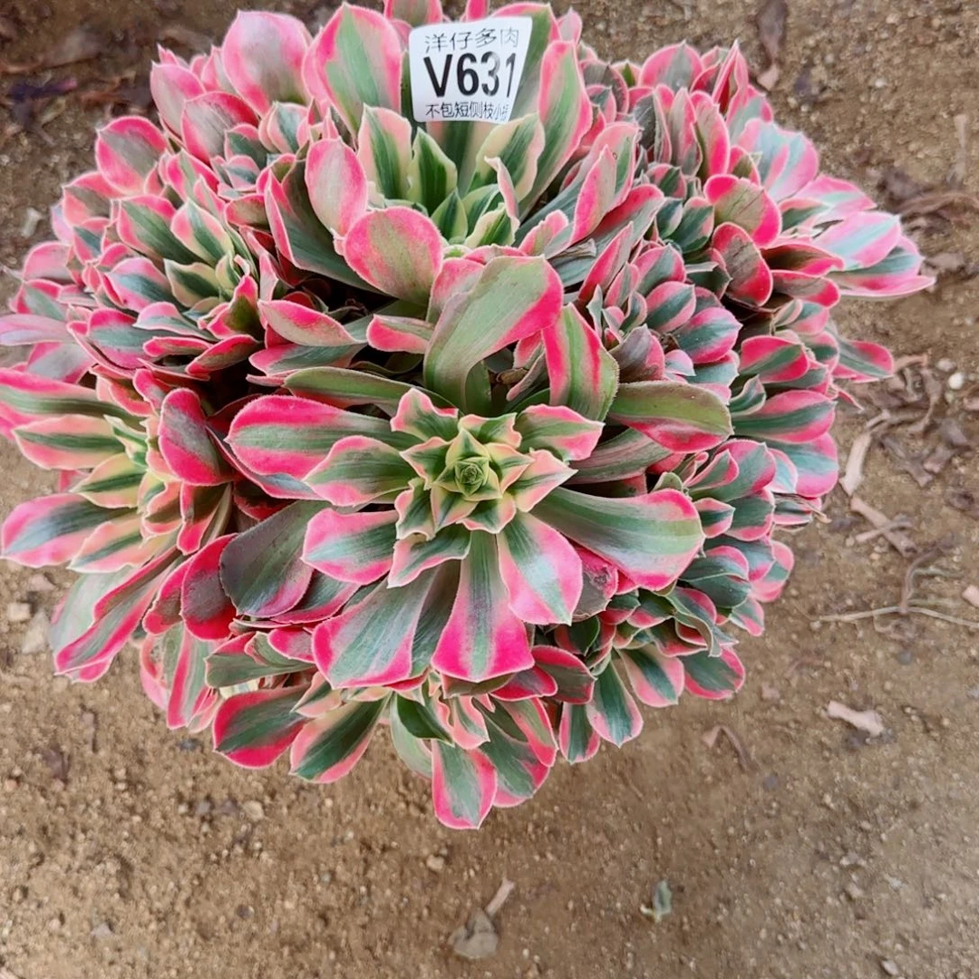 女妖发师631冠幅30左右