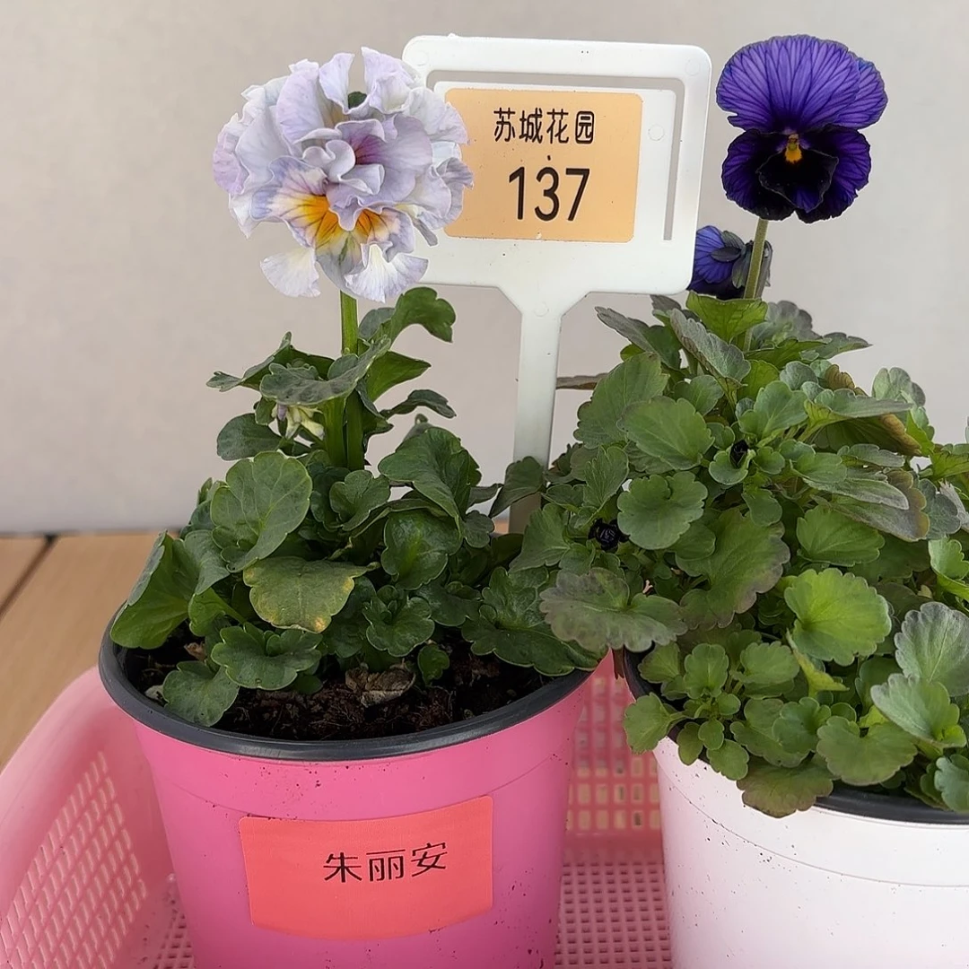 大部分开放少量花苞137