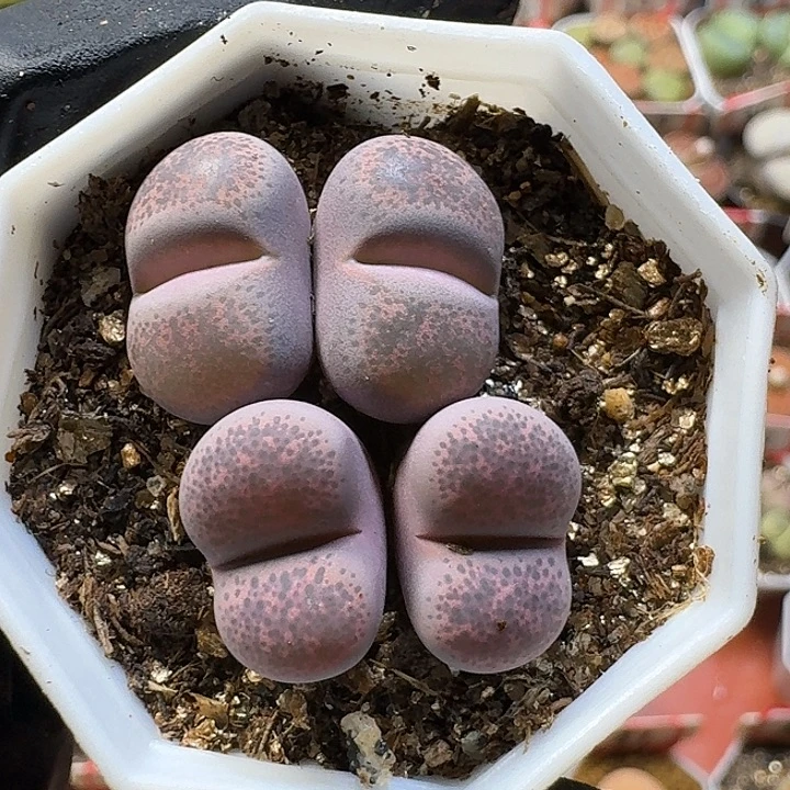 生石花2:：：：。  29号