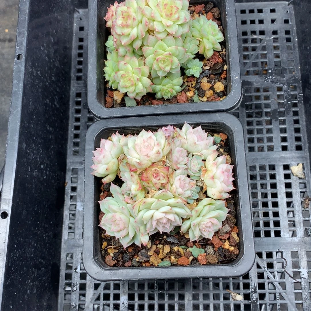 1213-141 女王玫瑰