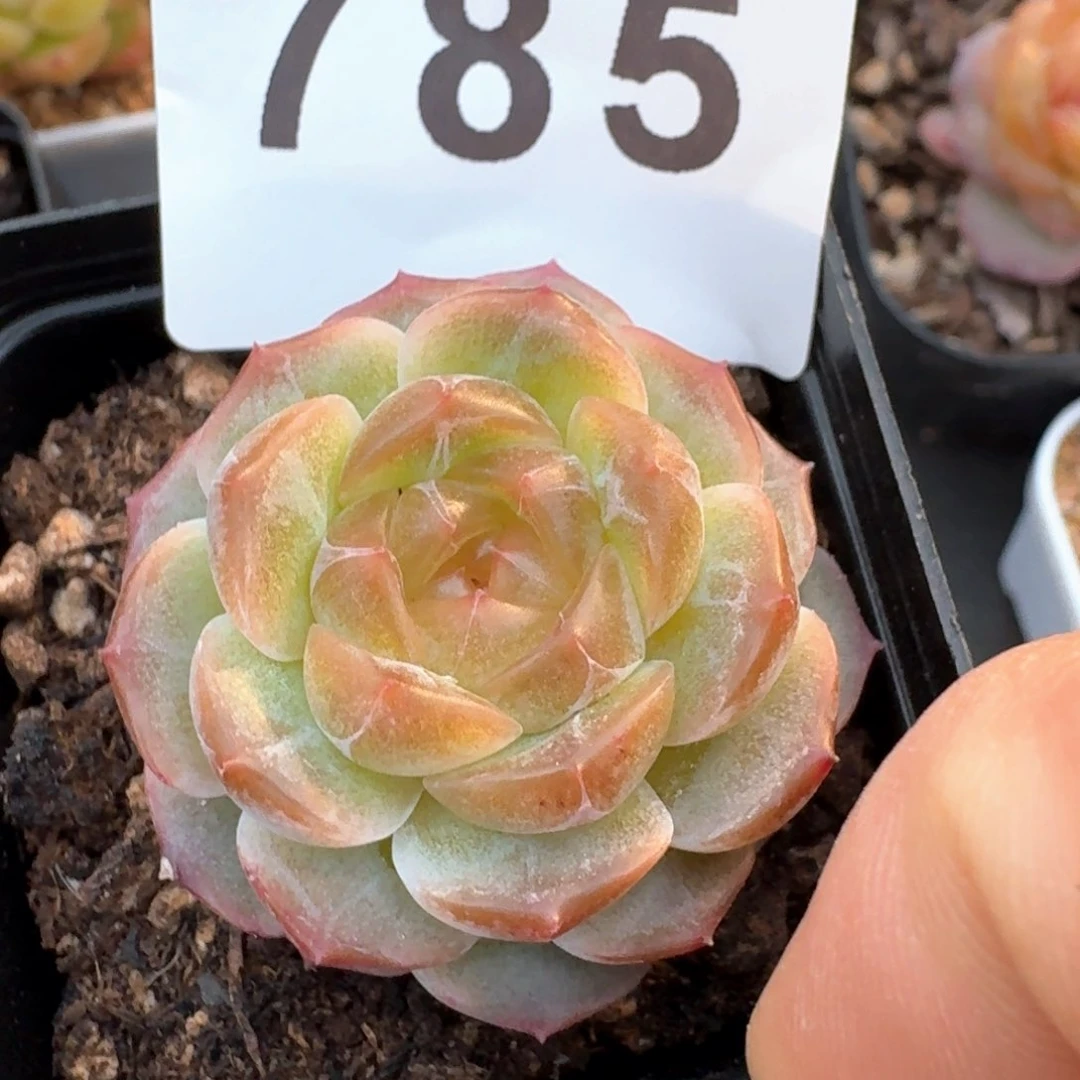 猫*无尽灯         多肉植物