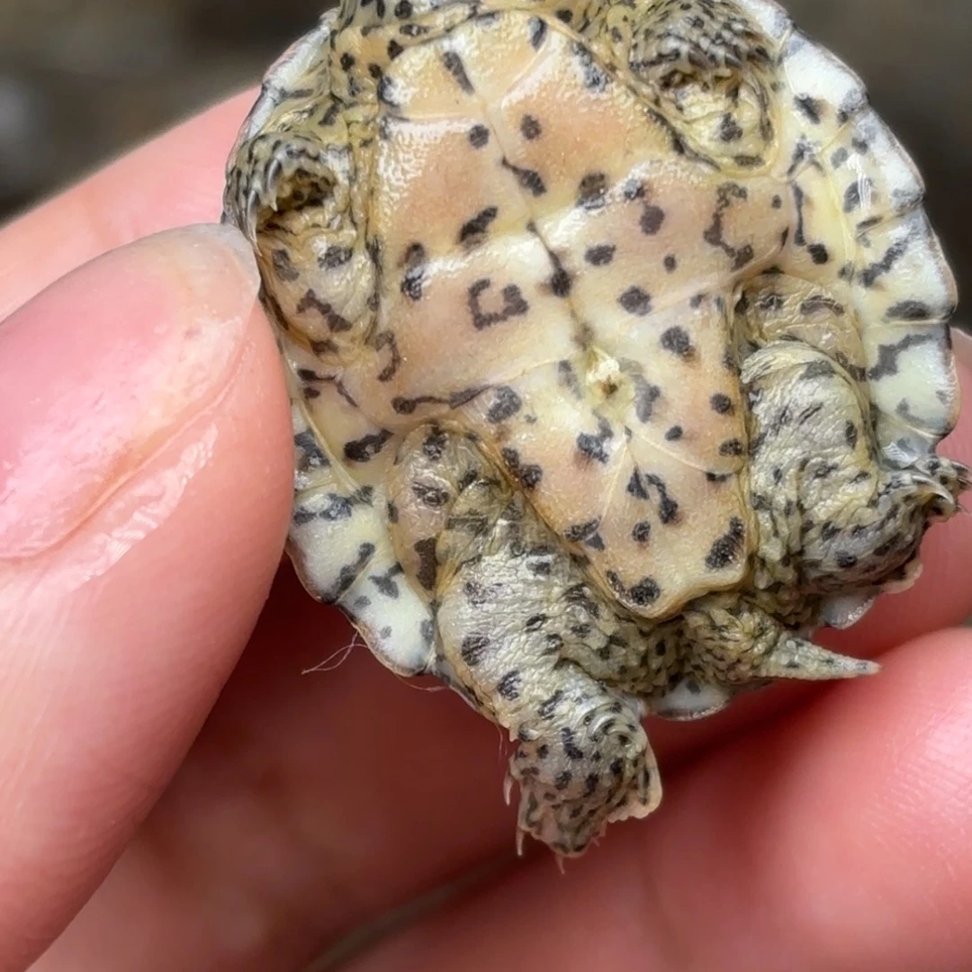 宠物龟不分公母全品双满文开纹开食大尾巴黑刀