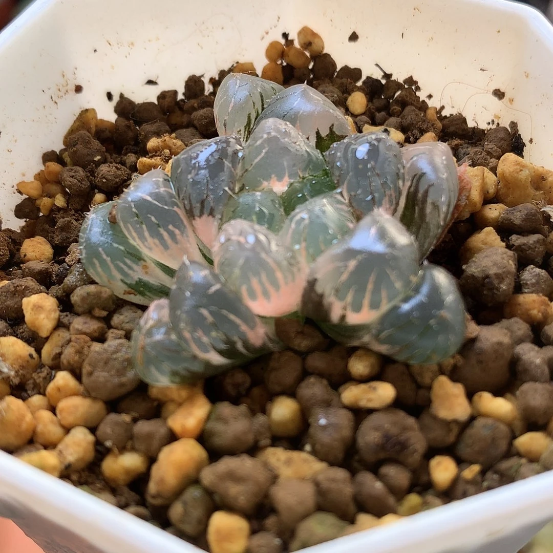 冰灯玉露锦带惹怒的错tll