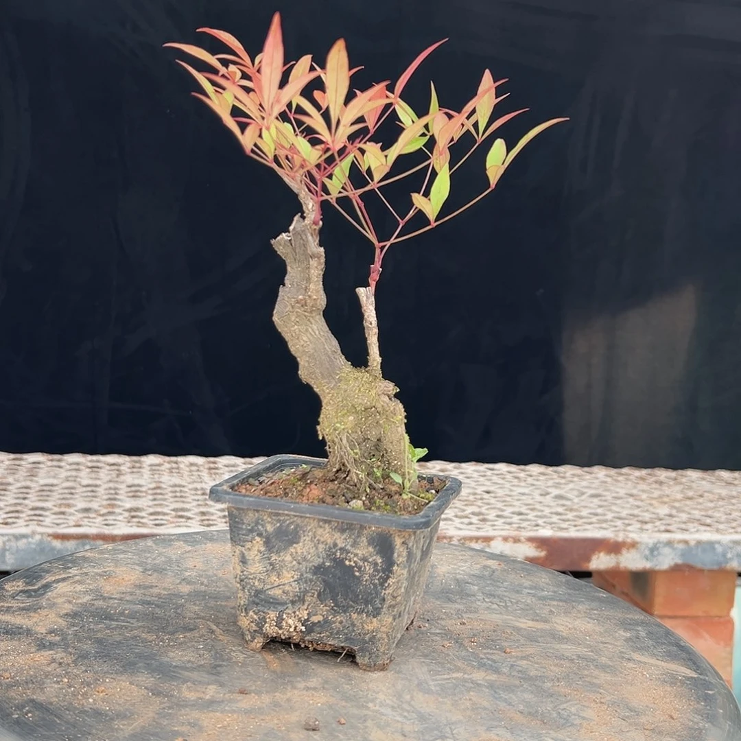 不开花植物111166666