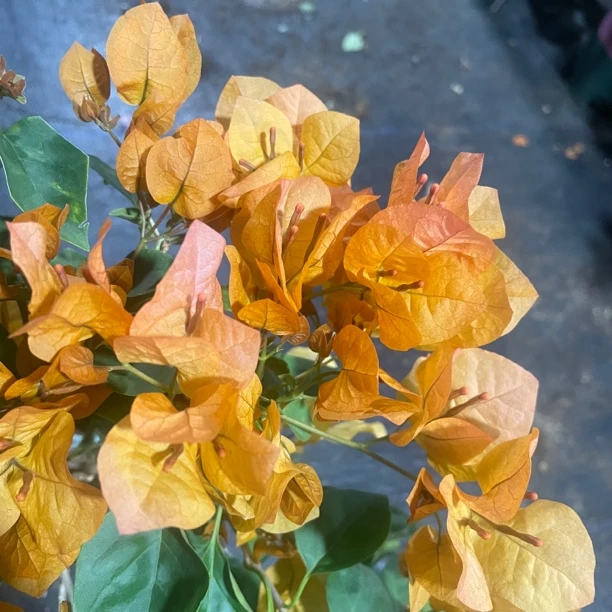 【金色光辉】三角梅盆栽四季开花带花原盆阳台庭院植物喜阳耐晒爬藤