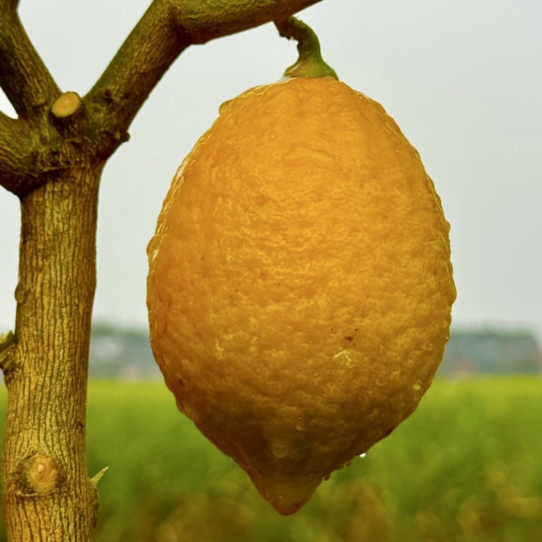 广东四季香水无籽柠檬果苗(一物一拍）