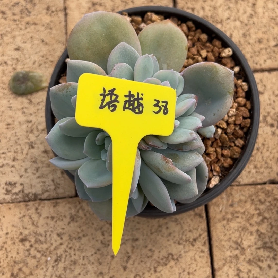 语***越语越38。