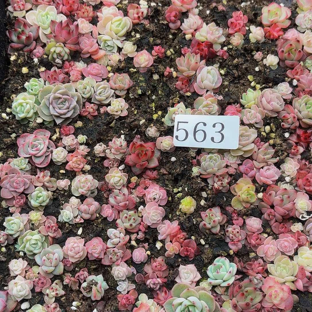 、多肉植物多肉植物563
