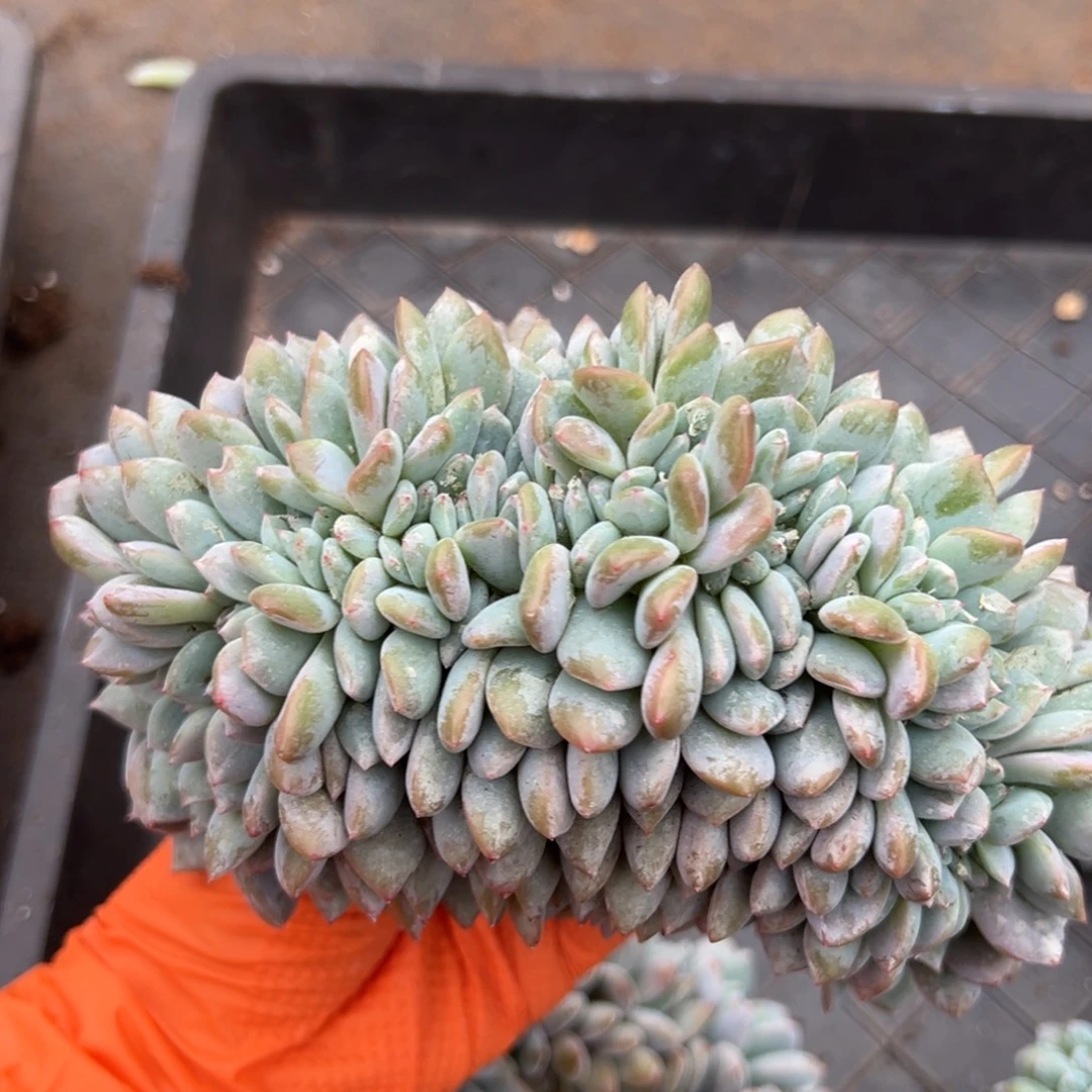 C***装侧切kanxwxwutwyzywwooo