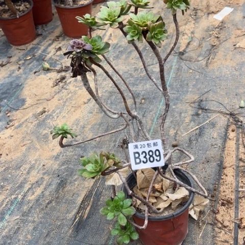 389法师不包断枝