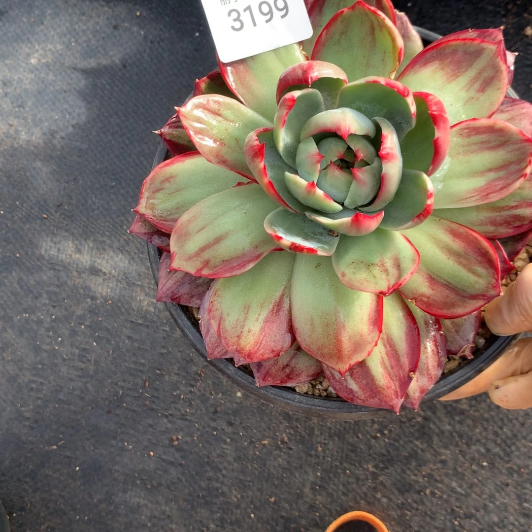 芬***花3199一物一拍18厘米