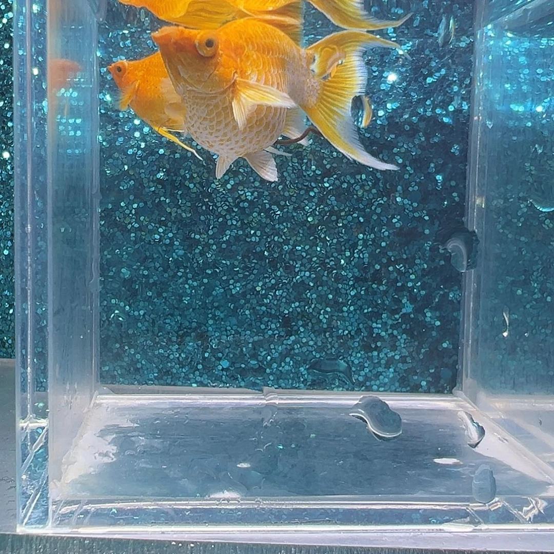 孔雀鱼黄金玛丽一对003