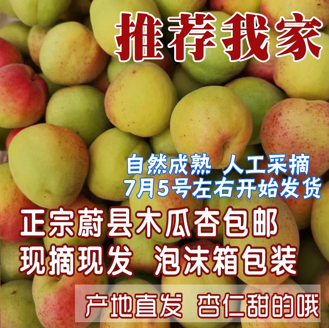 净重4.5斤装}蔚县木瓜大甜杏泡沫包裹中通发货