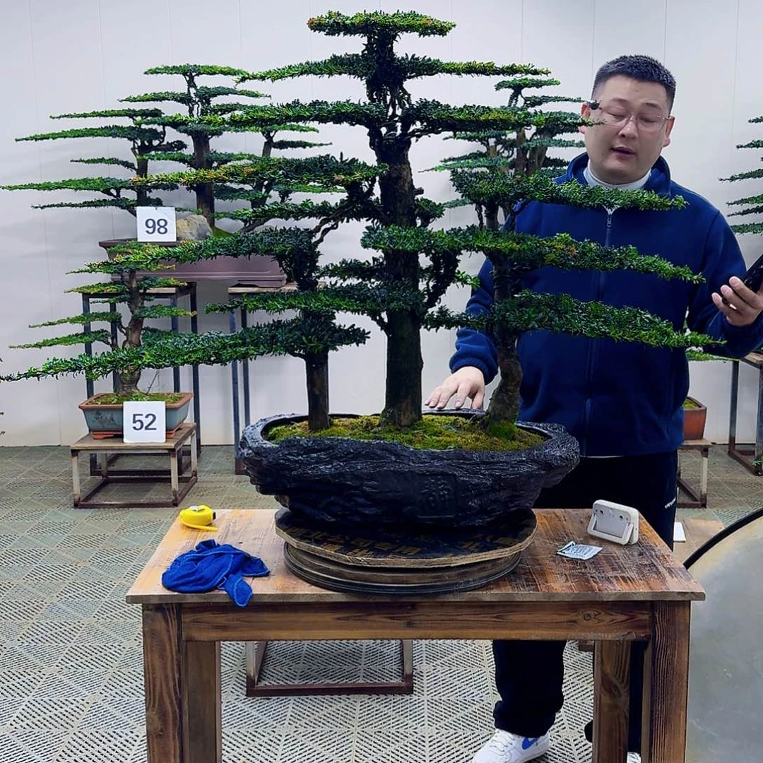 无花朵珍珠红芽罗汉松造型盆景