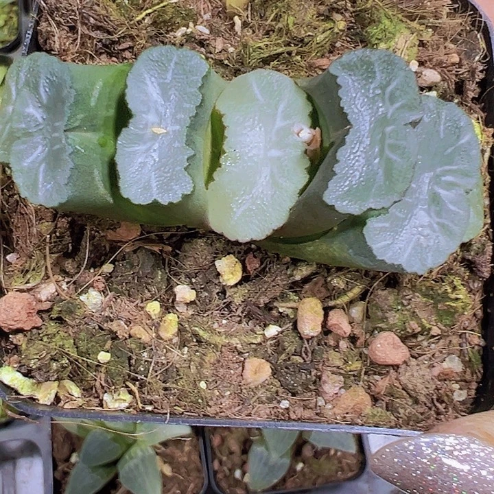 白亚玉扇19包邮多肉植物