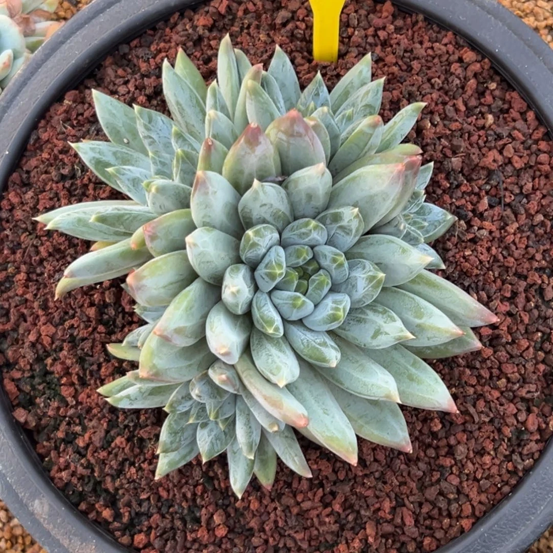 袁***儿多肉植物波光个体886
