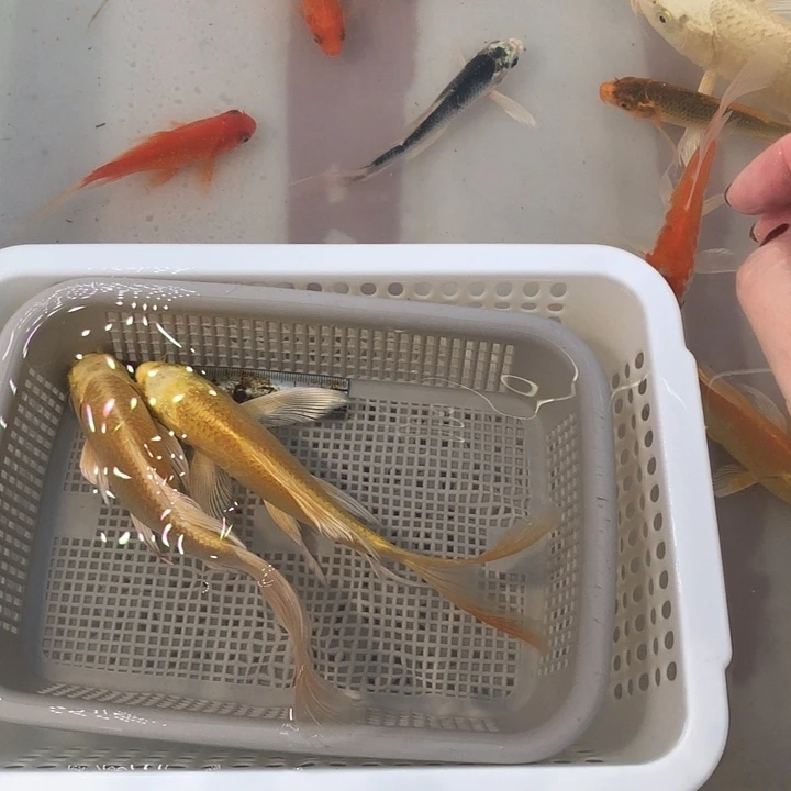 锦鲤000000000000000000000