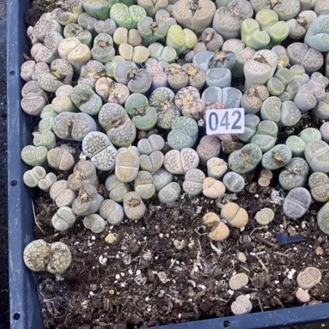 042脱土一物一图如图