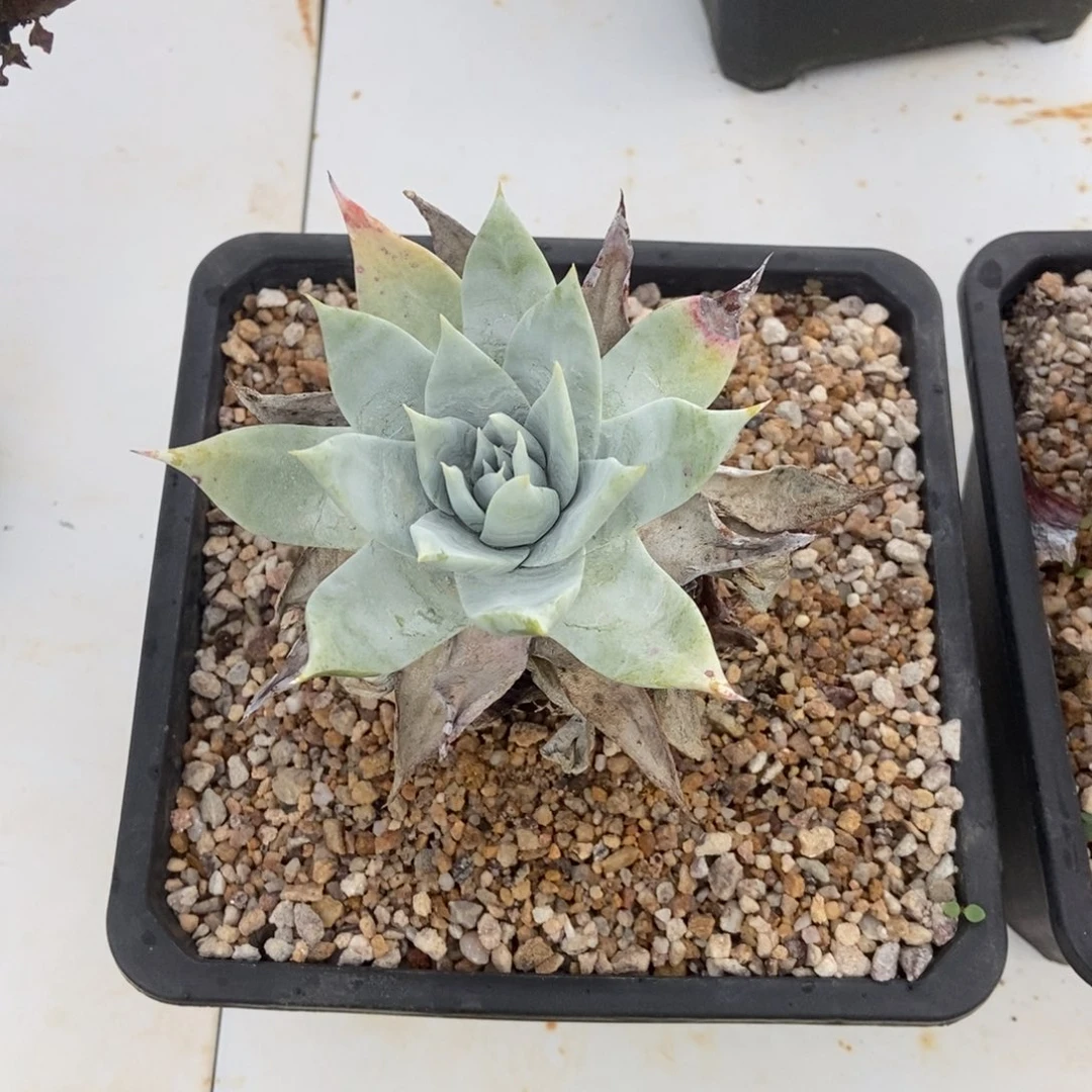 雪山多肉植物啦啦啦