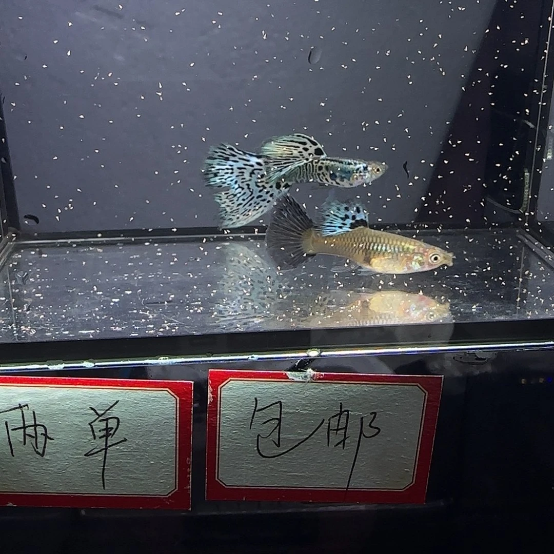 孔雀鱼银河白蛇一对加小崽子