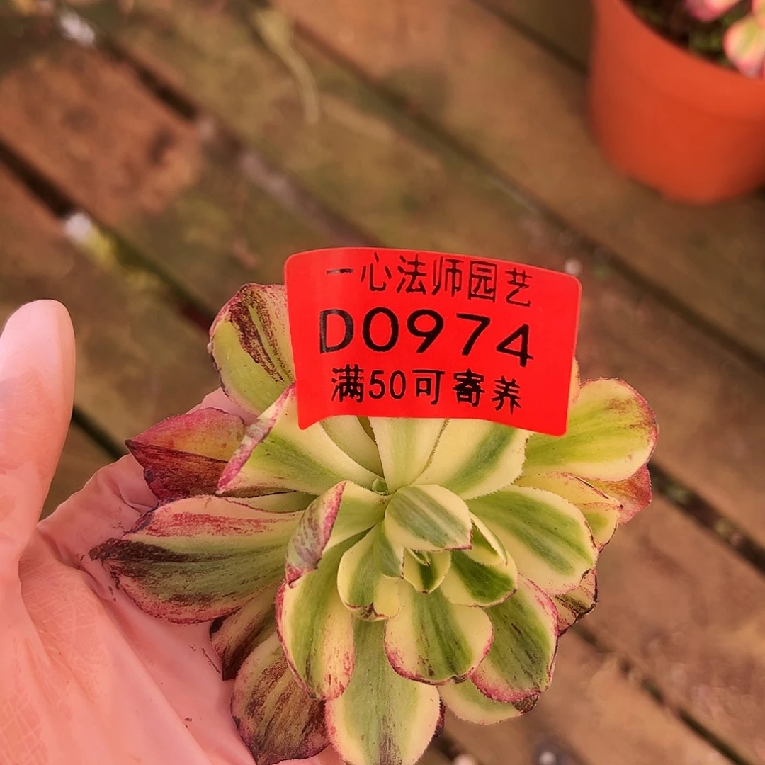 多肉植物多肉植物0974