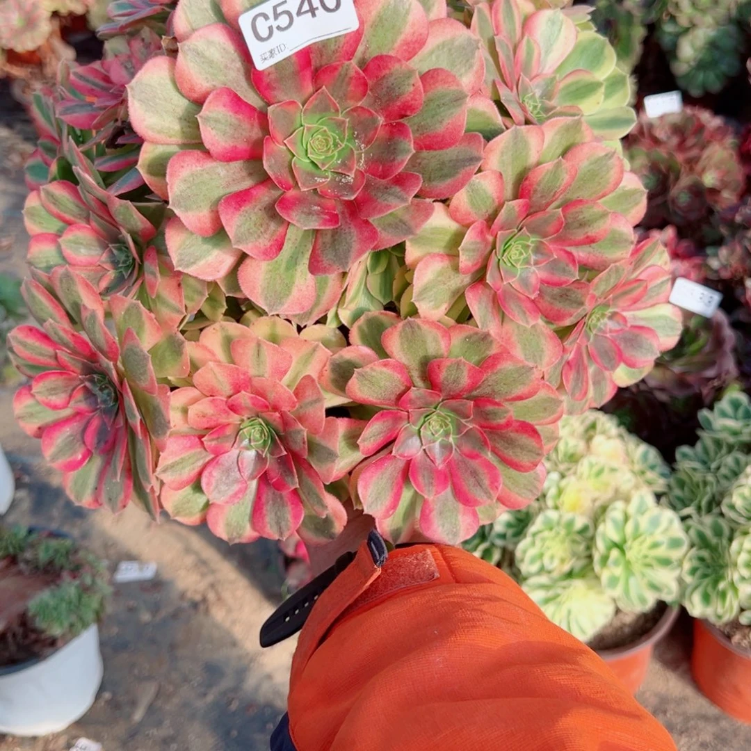 540雨荷多肉植物法师多肉