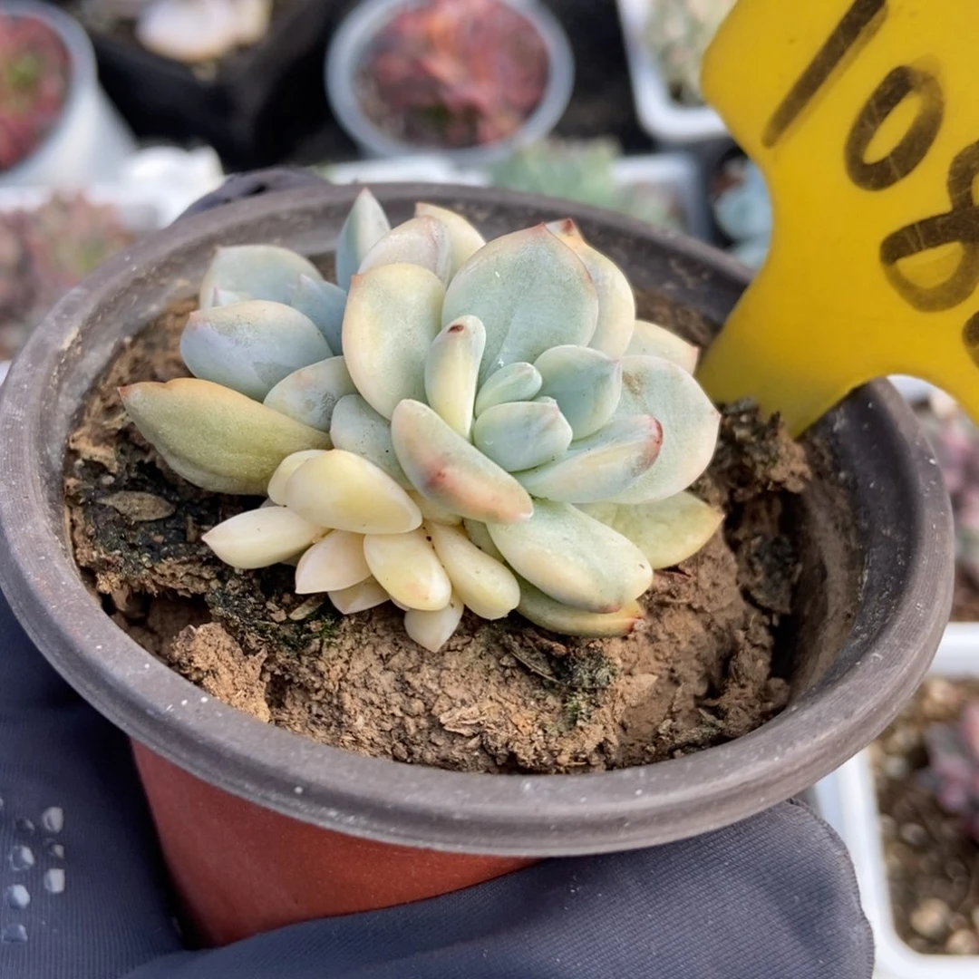 1088梦露锦多肉植物保护