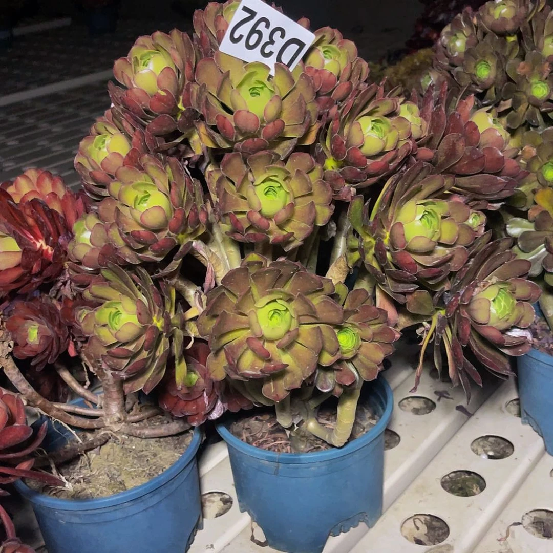 灰法师7–34包邮法师