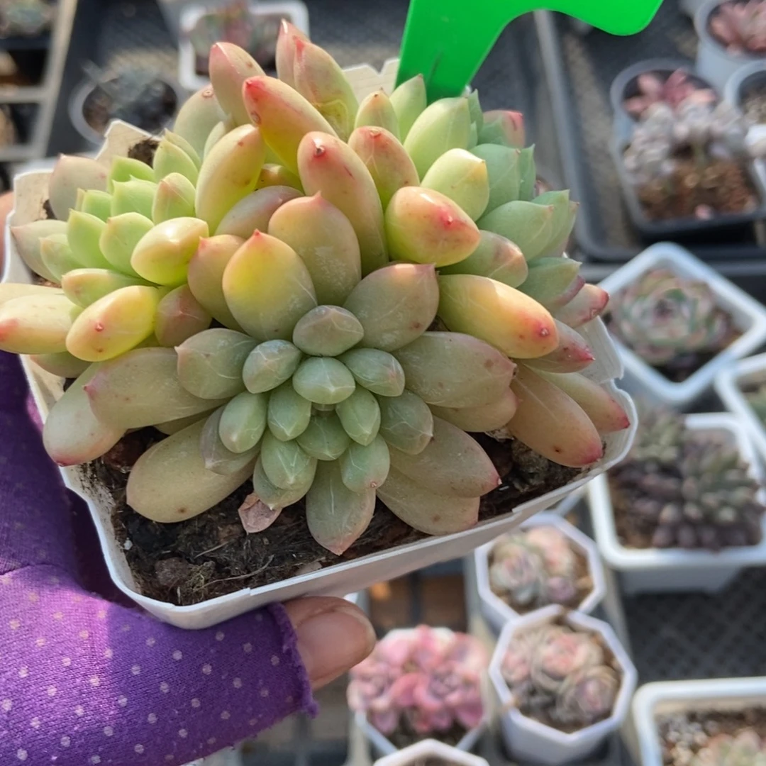 830百搭翡翠多肉植物