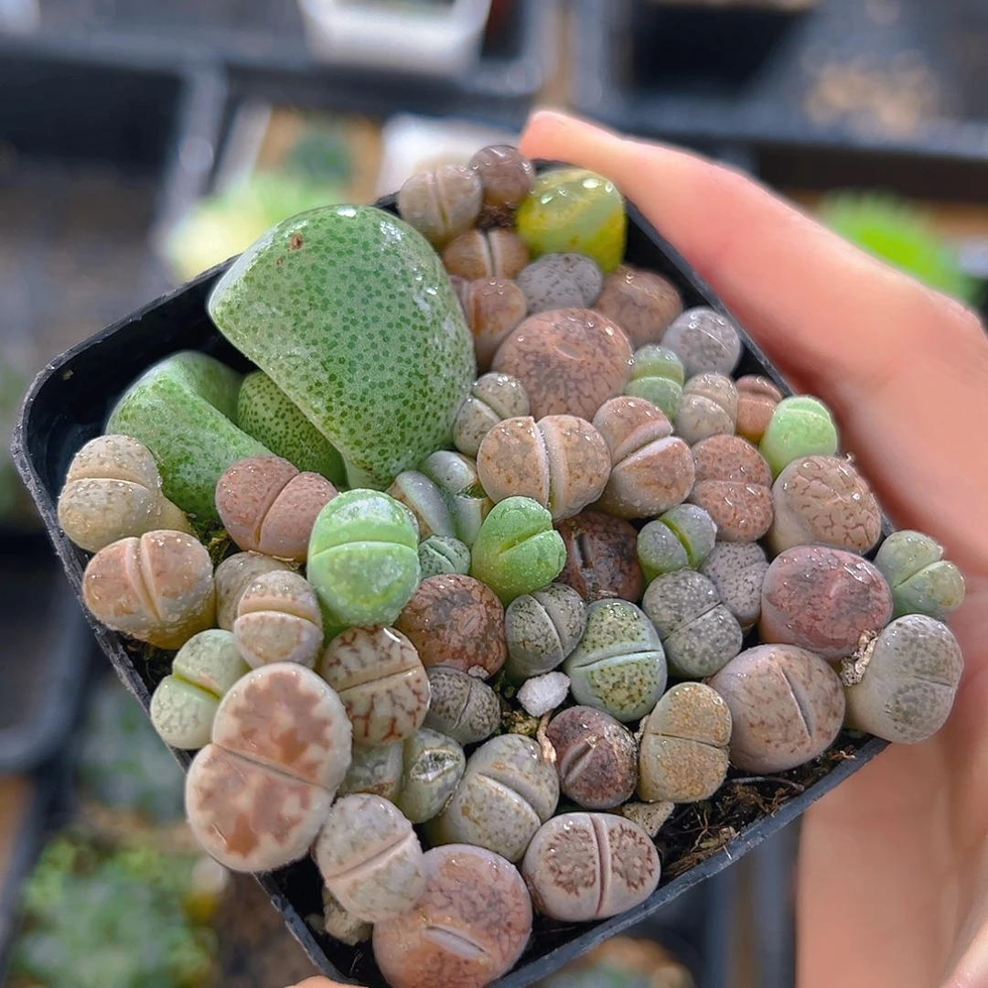 生石花元宝玉露多肉植物一颗