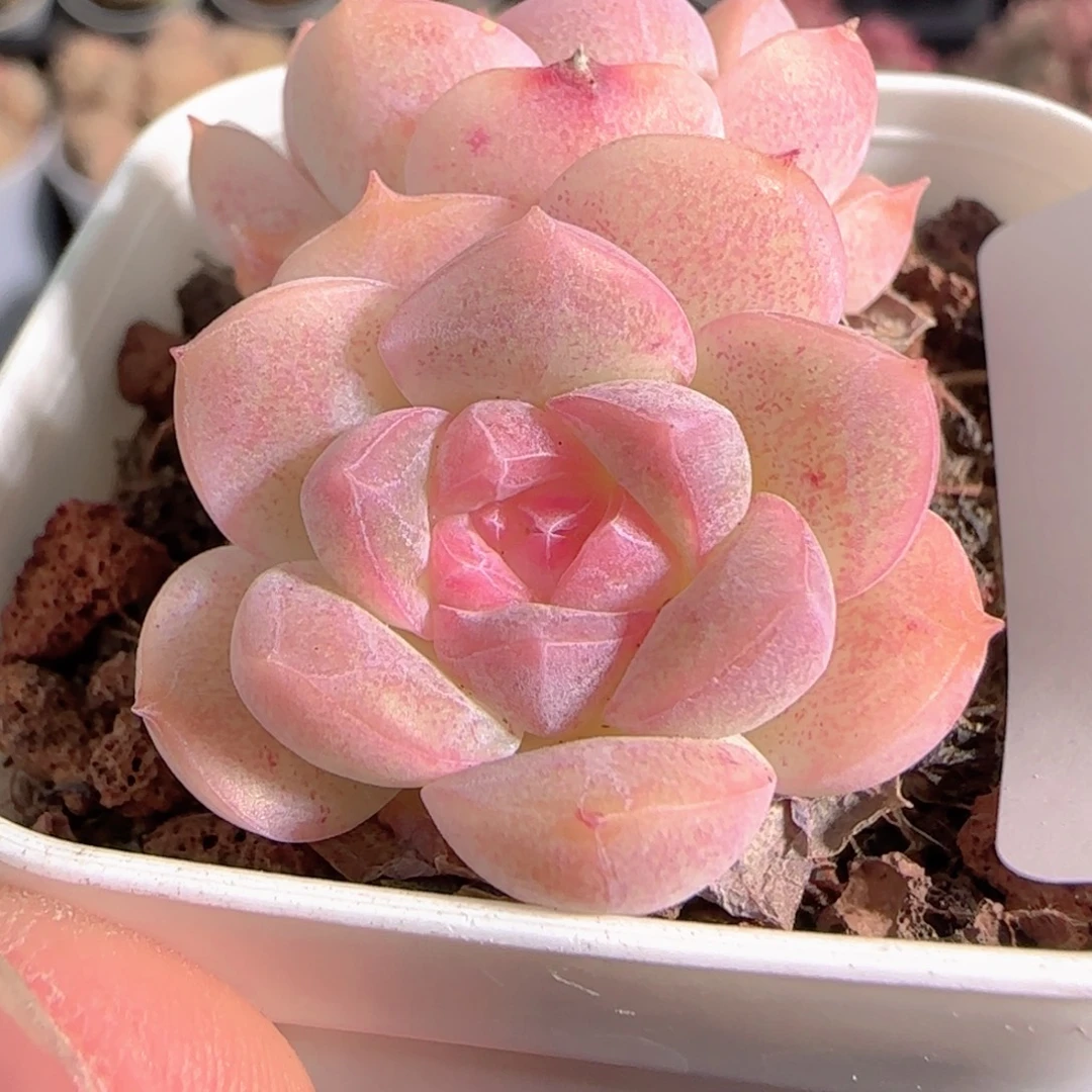 多肉1228-258樱花梦