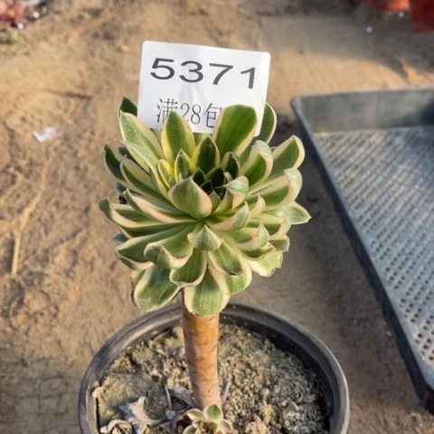 青莲多肉多肉5371