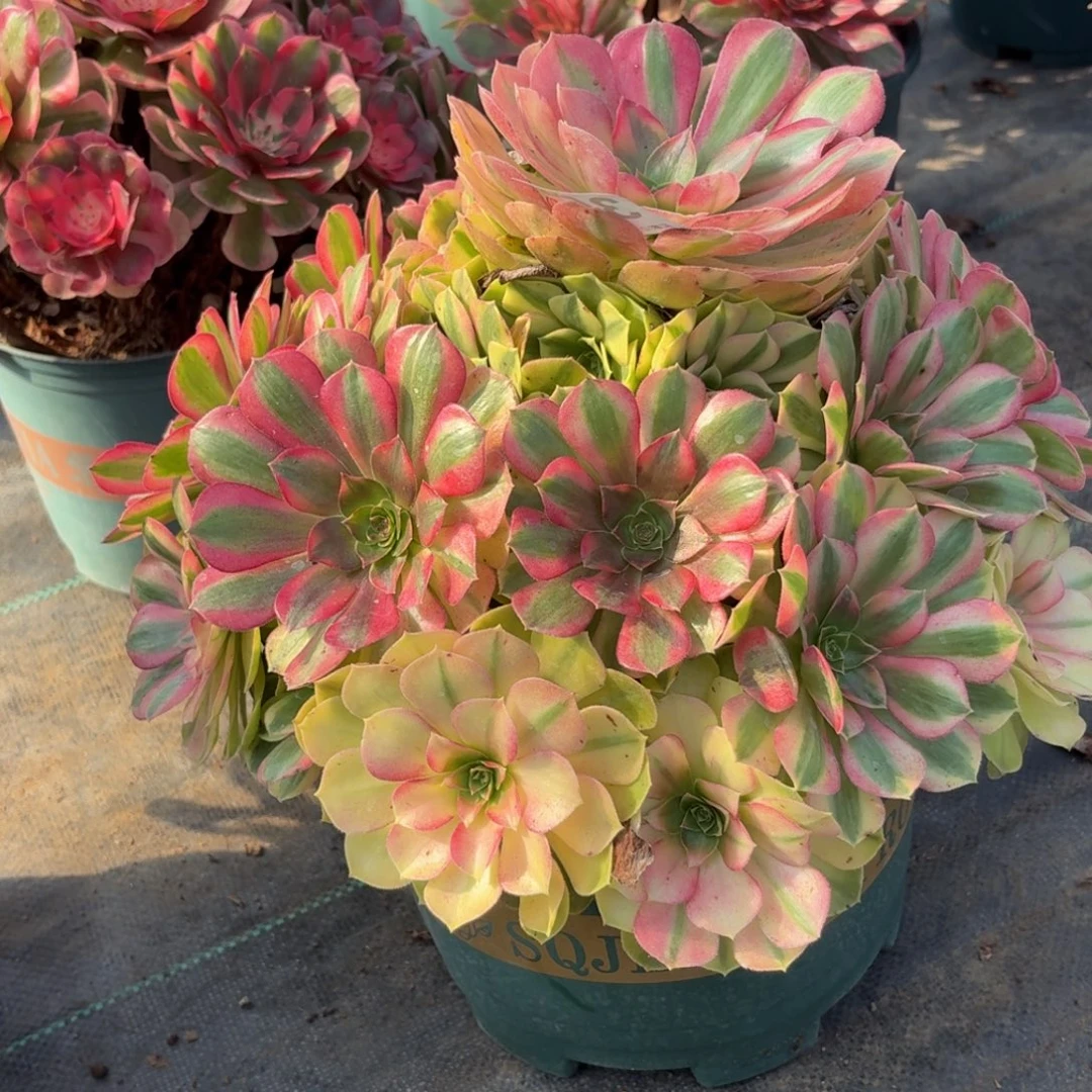 358大雨河多肉植物福利