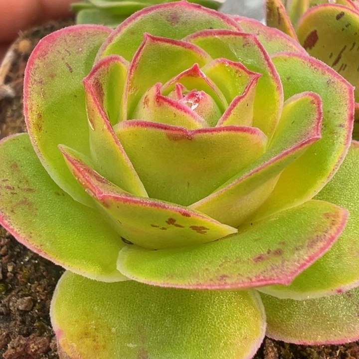 向**花黄金x问尘x若初 t110