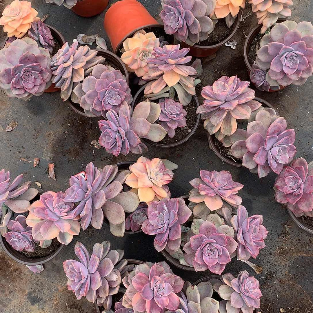 胖哥多肉推荐紫乐锦18.8