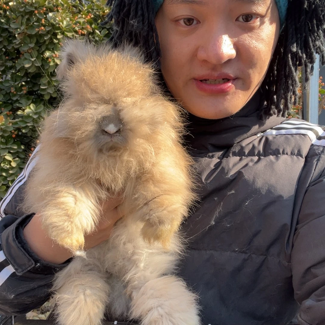 宠物兔英系安哥拉兔