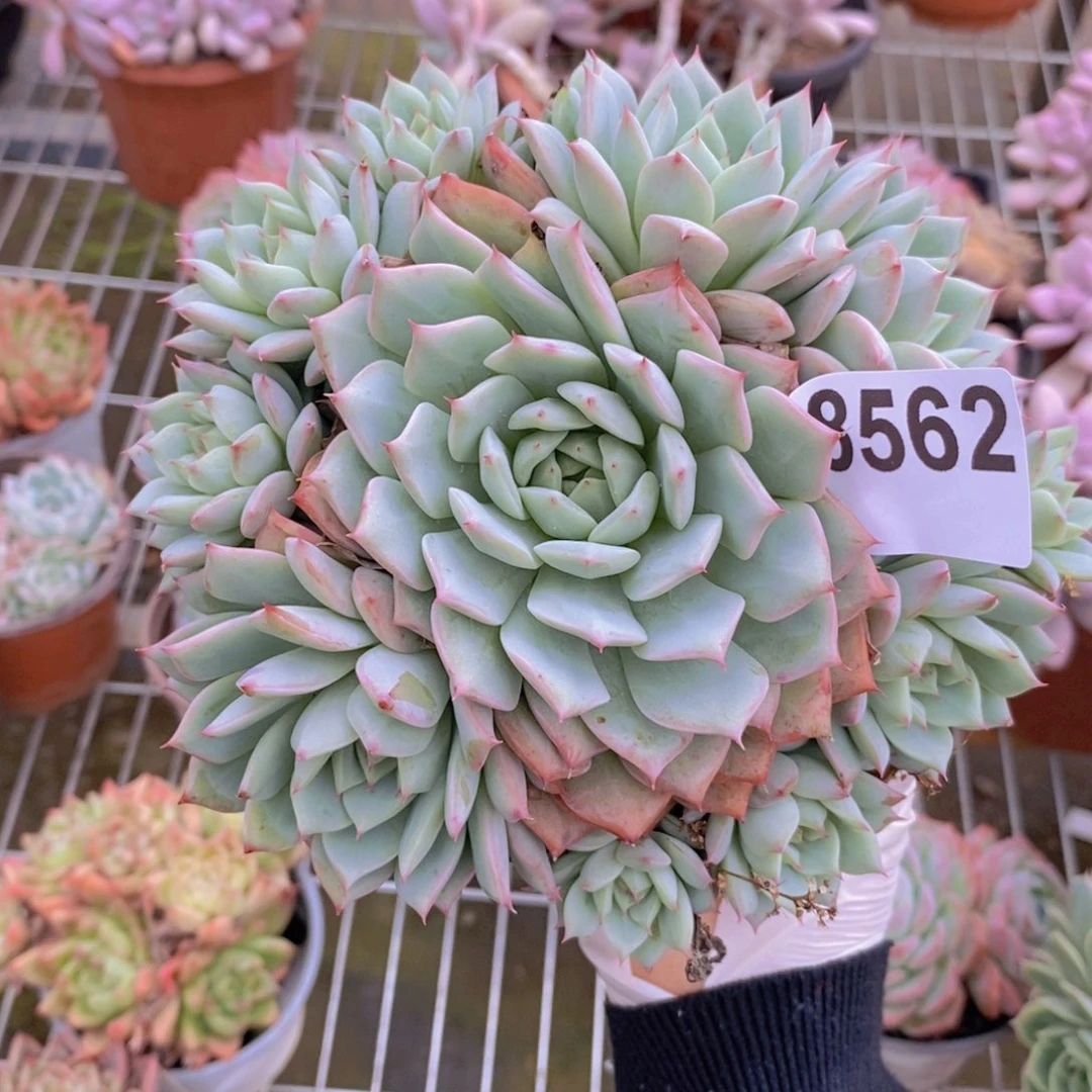 8562不知名一物一拍