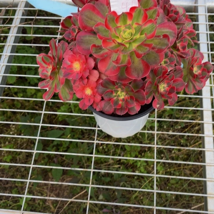 云南粉女郎好看41号