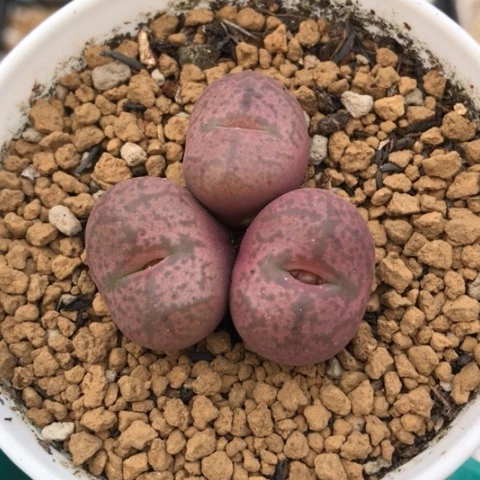 多肉肉锥 吕氏毛杂猴脸