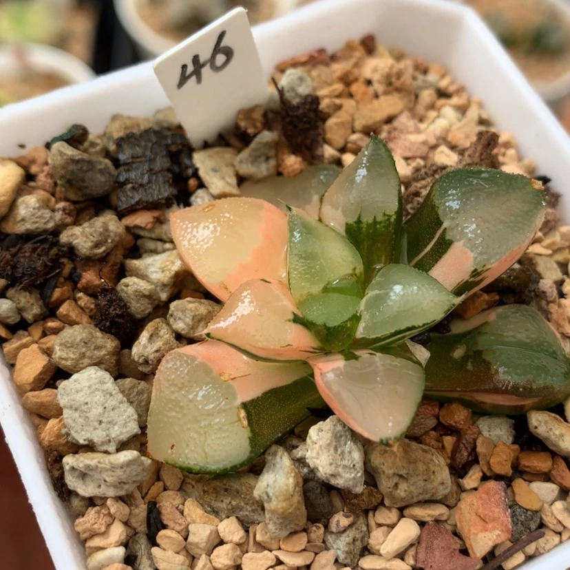 【闪购商品】46木叶克